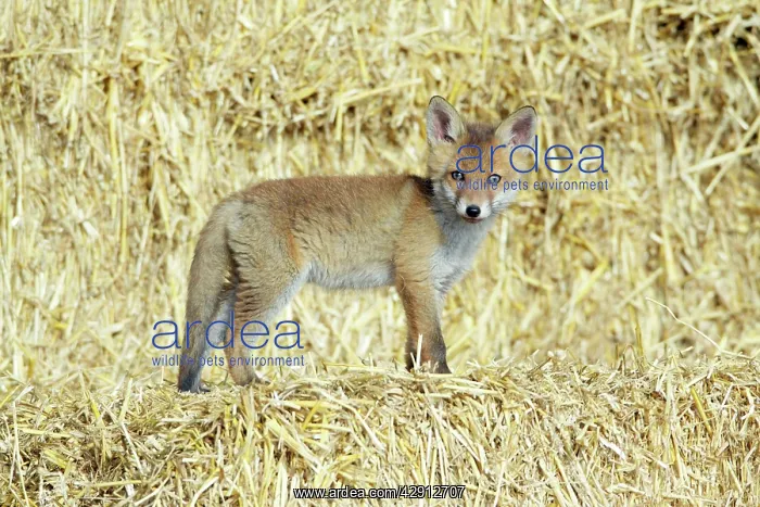 : Red Fox - standing on straw bales cub in open barn : Red Fox - standing on straw bales cub in open barn