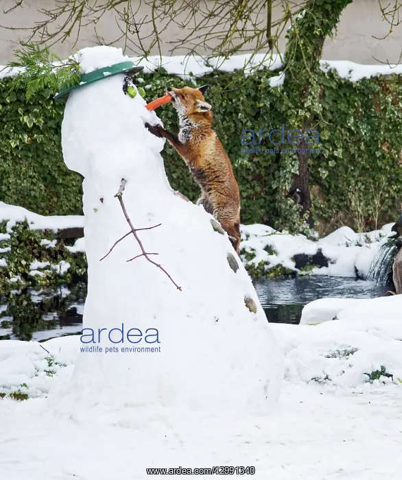 : Red Fox - stealing snowman's nose in winter snow : Red Fox - stealing snowman's nose in winter snow