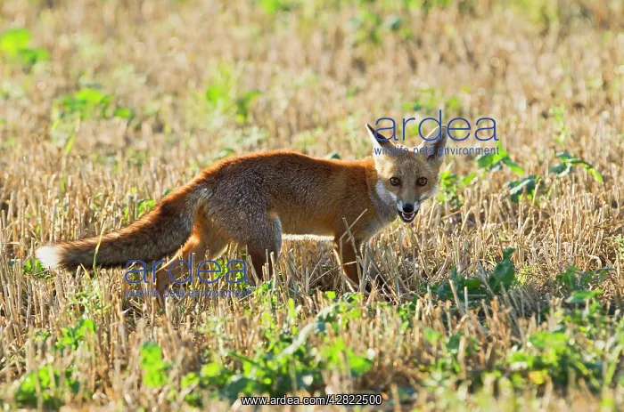 : Red Fox - in stubble field - controlled conditions : Red Fox - in stubble field - controlled conditions