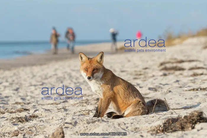 : Red Fox - tourists and fox at the beach - Germany : Red Fox - tourists and fox at the beach - Germany