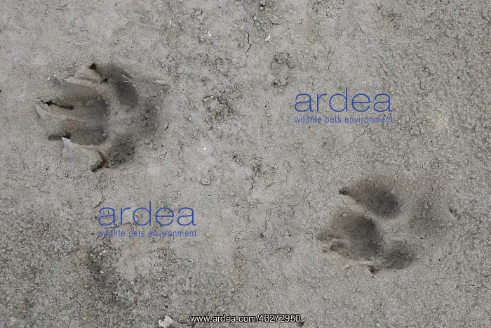 : Red Fox - track in sand - Germany : Red Fox - track in sand - Germany
