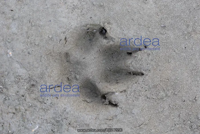 : Red Fox - track in sand - Germany : Red Fox - track in sand - Germany