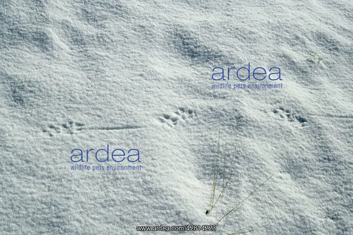 : Red Fox Tracks - carrying prey in snow : Red Fox Tracks - carrying prey in snow