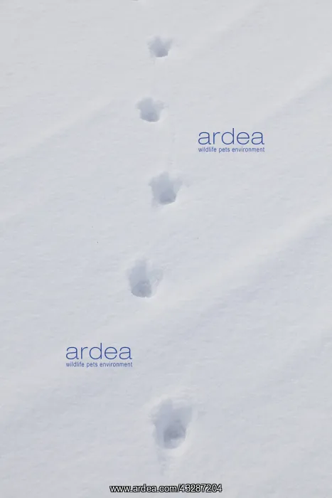 : Red Fox - tracks in snow - Germany : Red Fox - tracks in snow - Germany