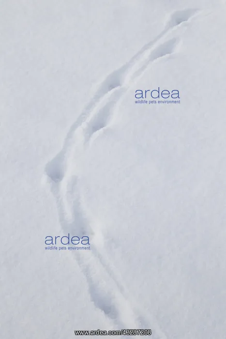: Red Fox - tracks in snow - Germany : Red Fox - tracks in snow - Germany