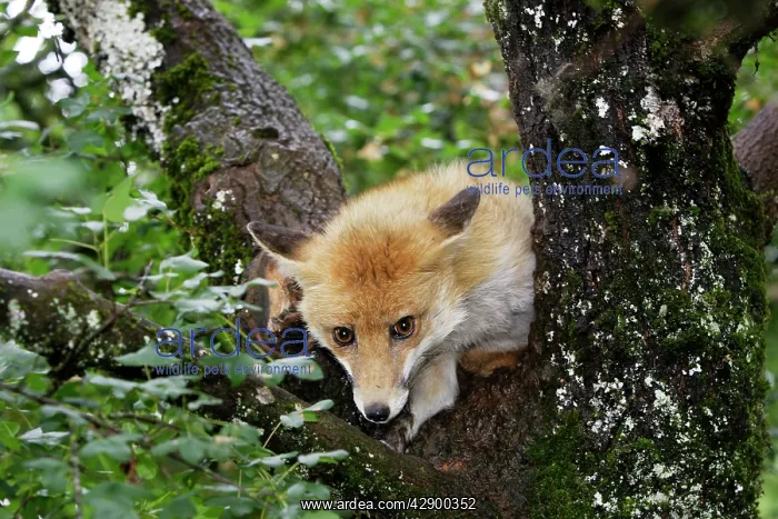 : Red Fox in a tree : Red Fox in a tree
