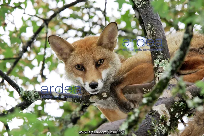 : Red Fox in a tree : Red Fox in a tree