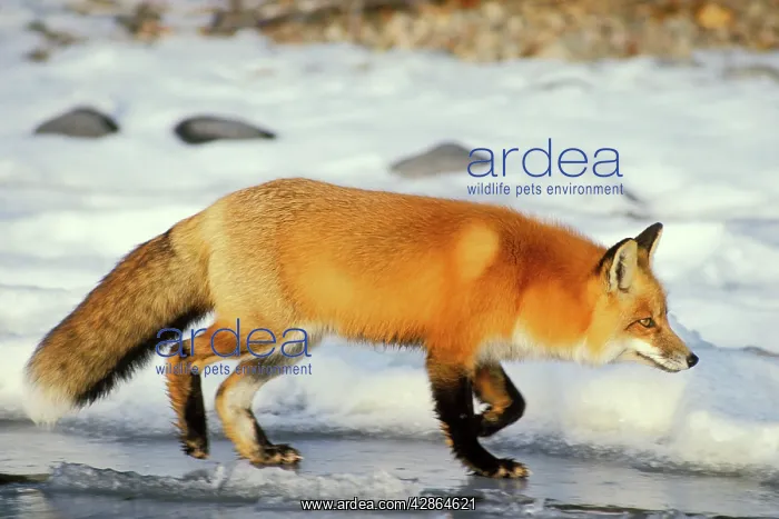 : Red fox - trots along edge of frozen lake. Winter : Red fox - trots along edge of frozen lake. Winter