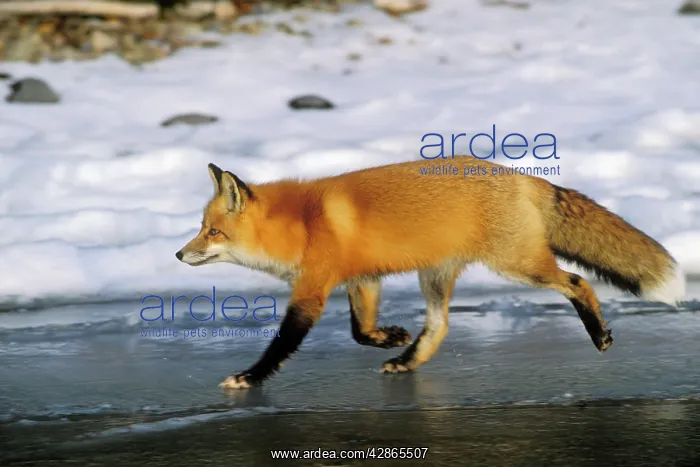 : Red fox - trots along edge of frozen lake. Winter : Red fox - trots along edge of frozen lake. Winter