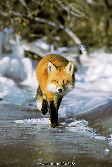 : Red fox - trotting along edge of frozen lake, November : Red fox - trotting along edge of frozen lake, November