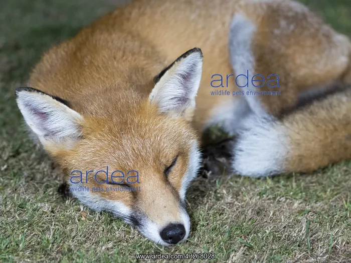 : Red fox - urban vixen asleep in garden - Birmingham : Red fox - urban vixen asleep in garden - Birmingham