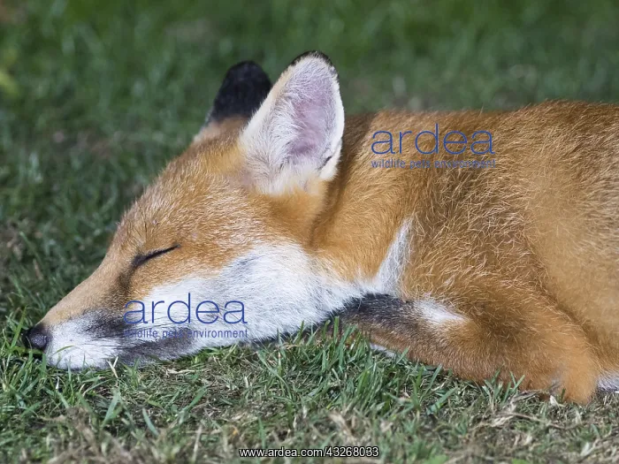 : Red fox - urban vixen asleep in garden - Birmingham : Red fox - urban vixen asleep in garden - Birmingham