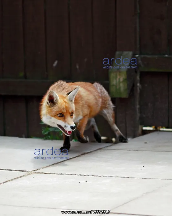 : Red Fox - vixen in backyard : Red Fox - vixen in backyard