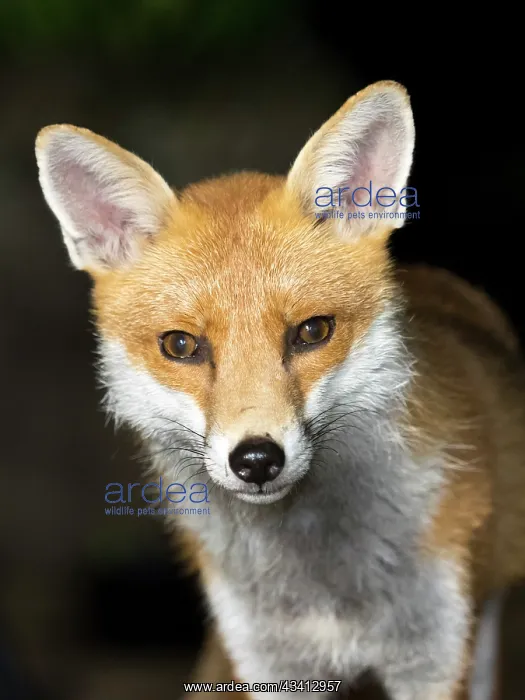 : Red Fox - vixen - Birmingham UK : Red Fox - vixen - Birmingham UK