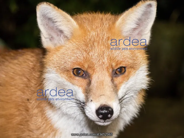 : Red Fox - vixen - Birmingham UK : Red Fox - vixen - Birmingham UK
