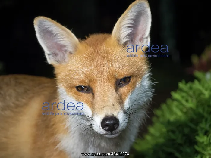 : Red Fox - vixen - Birmingham UK : Red Fox - vixen - Birmingham UK