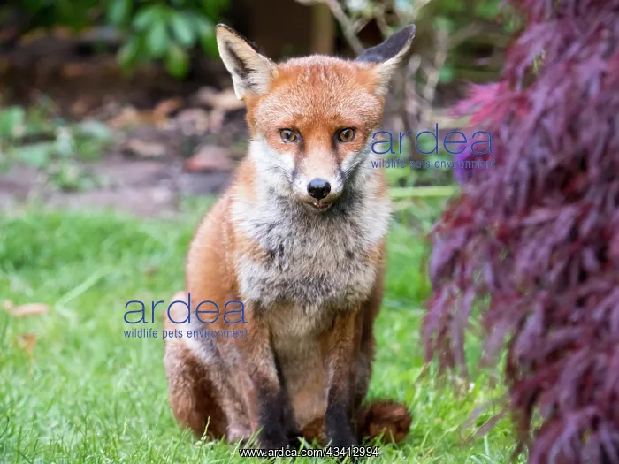 : Red Fox - vixen - Birmingham UK : Red Fox - vixen - Birmingham UK