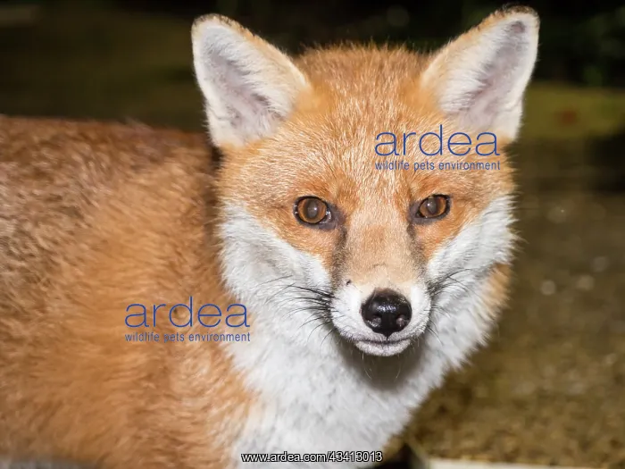 : Red Fox - vixen - Birmingham UK : Red Fox - vixen - Birmingham UK
