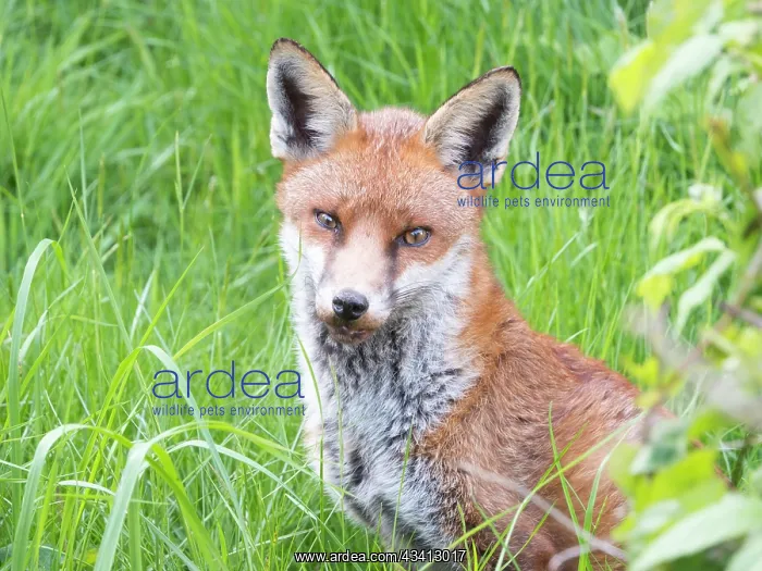 : Red Fox - vixen - Birmingham UK : Red Fox - vixen - Birmingham UK