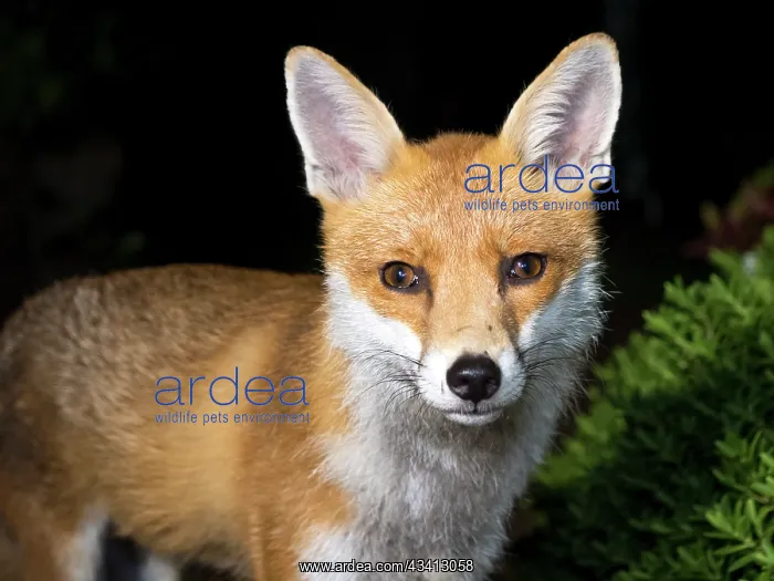 : Red Fox - vixen - Birmingham UK : Red Fox - vixen - Birmingham UK
