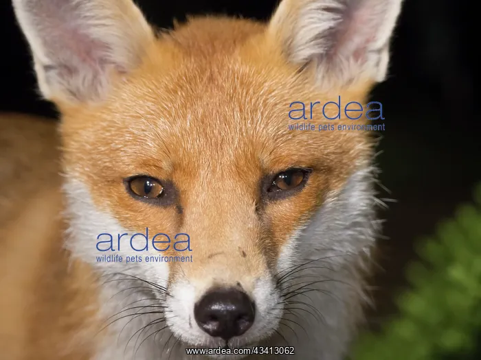 : Red Fox - vixen - Birmingham UK : Red Fox - vixen - Birmingham UK