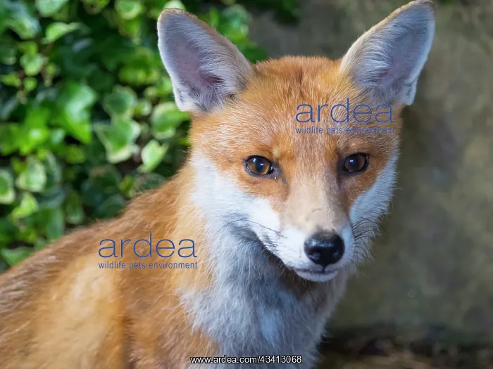 : Red Fox - vixen - Birmingham UK : Red Fox - vixen - Birmingham UK