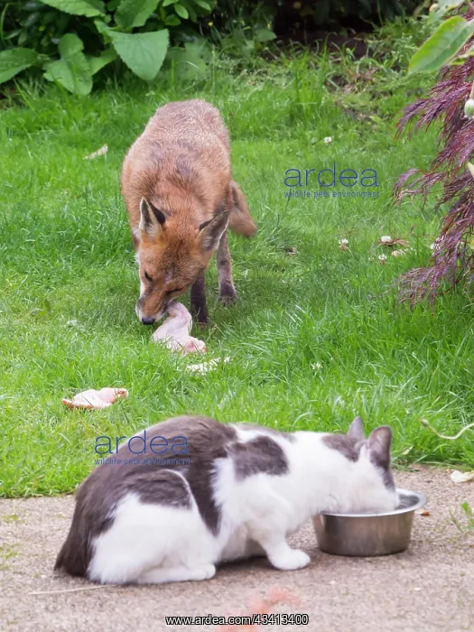 : Red Fox - vixen and cat in urban garden - Birmingham UK : Red Fox - vixen and cat in urban garden - Birmingham UK