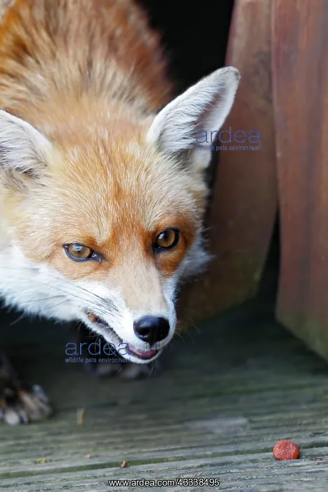 : Red Fox - vixen close up in back yard : Red Fox - vixen close up in back yard