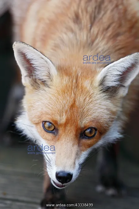 : Red Fox - vixen close up in back yard