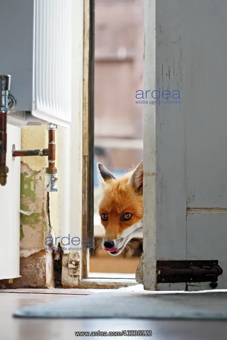 : Red Fox - vixen entering house through back door : Red Fox - vixen entering house through back door