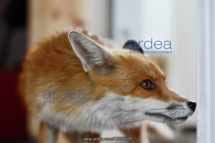 : Red Fox - vixen entering room in house : Red Fox - vixen entering room in house