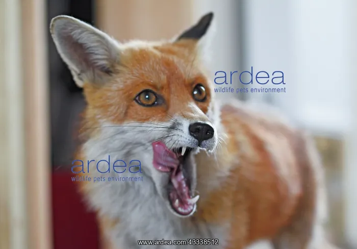 : Red Fox - vixen entering room in house : Red Fox - vixen entering room in house