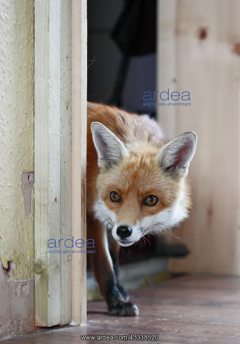 : Red Fox - vixen entering room in house : Red Fox - vixen entering room in house