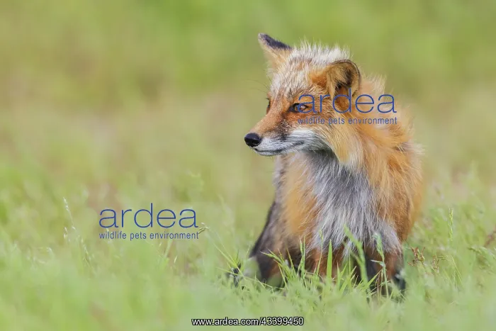 : Red fox vixen, over seeing the kits playing, Washington : Red fox vixen, over seeing the kits playing, Washington