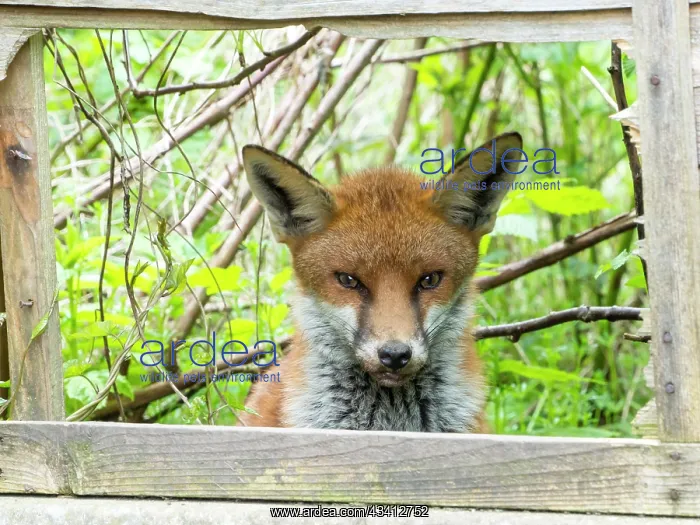: Red Fox - vixen in urban garden looking through broken fence : Red Fox - vixen in urban garden looking through broken fence