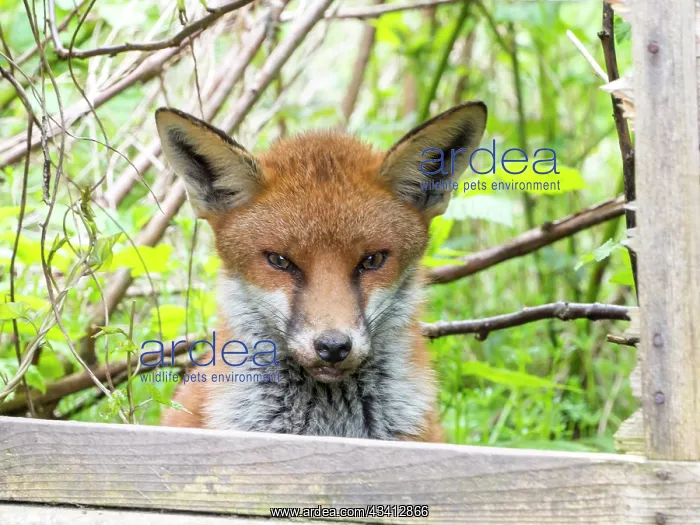 : Red Fox - vixen in urban garden looking through broken fence : Red Fox - vixen in urban garden looking through broken fence