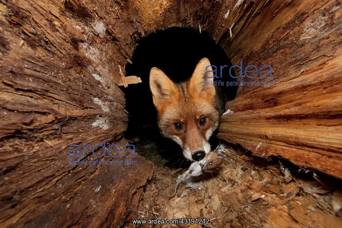  : Red fox (Vulpes vulpes)