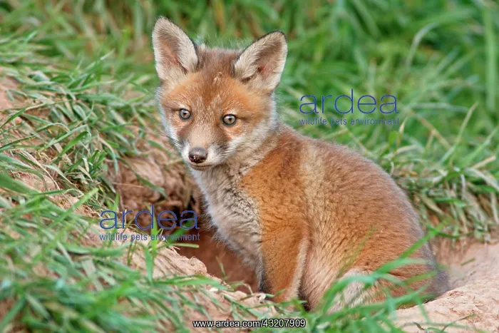 : Red Fox (Vulpes vulpes) : Red Fox (Vulpes vulpes)