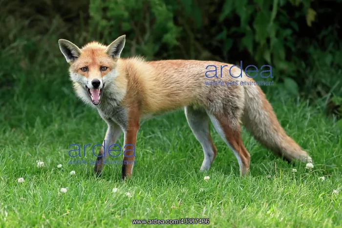 : Red fox (Vulpes vulpes), adult, alert, foraging, S : Red fox (Vulpes vulpes), adult, alert, foraging, S