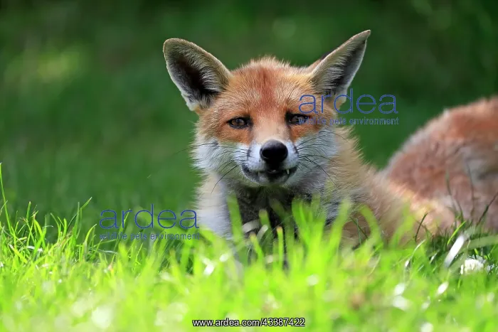 : Red fox (Vulpes vulpes), adult, alert, portrait, S : Red fox (Vulpes vulpes), adult, alert, portrait, S