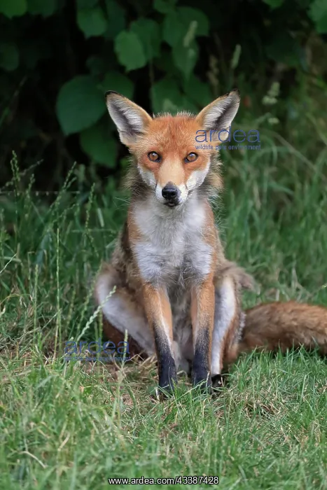 : Red fox (Vulpes vulpes), adult, alert, sitting, i : Red fox (Vulpes vulpes), adult, alert, sitting, i