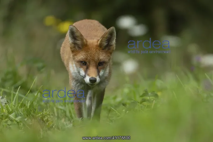  : Red fox (Vulpes vulpes) adult animal in grassland countryside in the summer