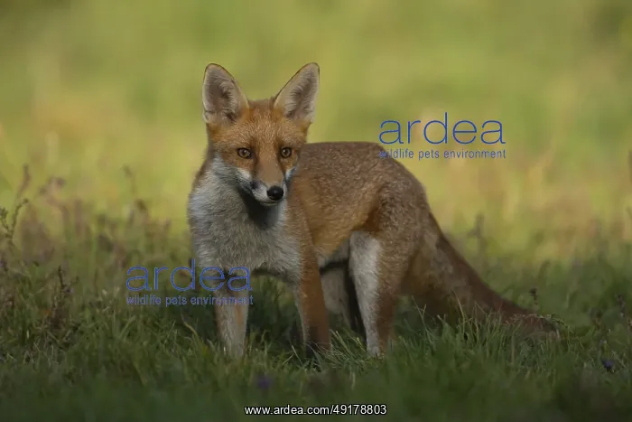 : Red fox (Vulpes vulpes) adult animal in grassland countryside in the summer : Red fox (Vulpes vulpes) adult animal in grassland countryside in the summer