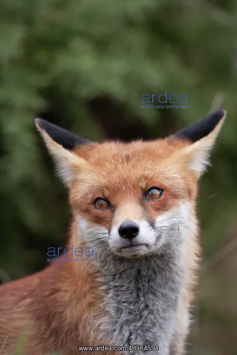 : Red fox (Vulpes vulpes) adult animal head portrait : Red fox (Vulpes vulpes) adult animal head portrait