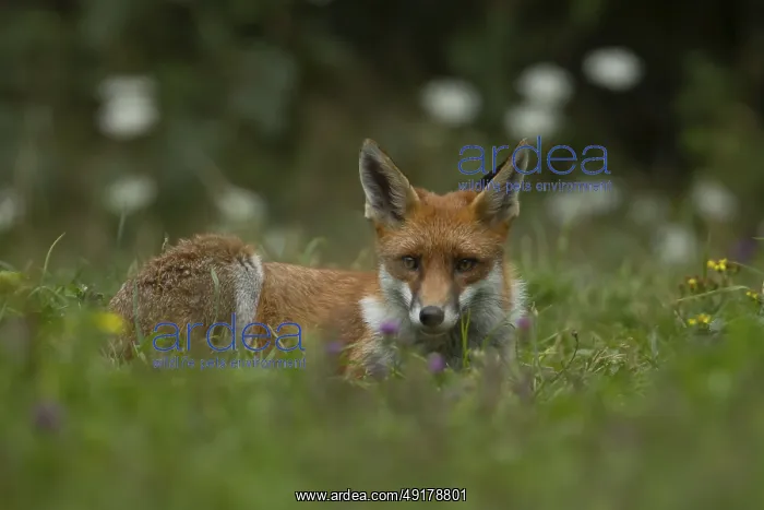 : Red fox (Vulpes vulpes) adult animal resting in grassland countryside with wildlflowers in the summer : Red fox (Vulpes vulpes) adult animal resting in grassland countryside with wildlflowers in the summer