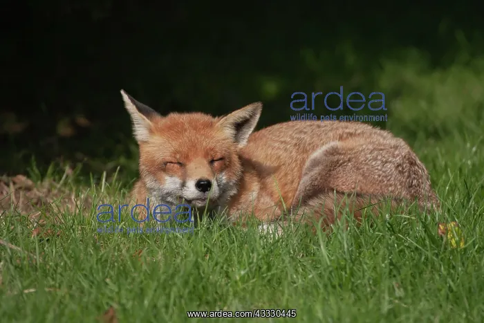 : Red fox (Vulpes vulpes) adult animal sleeping, Surrey : Red fox (Vulpes vulpes) adult animal sleeping, Surrey