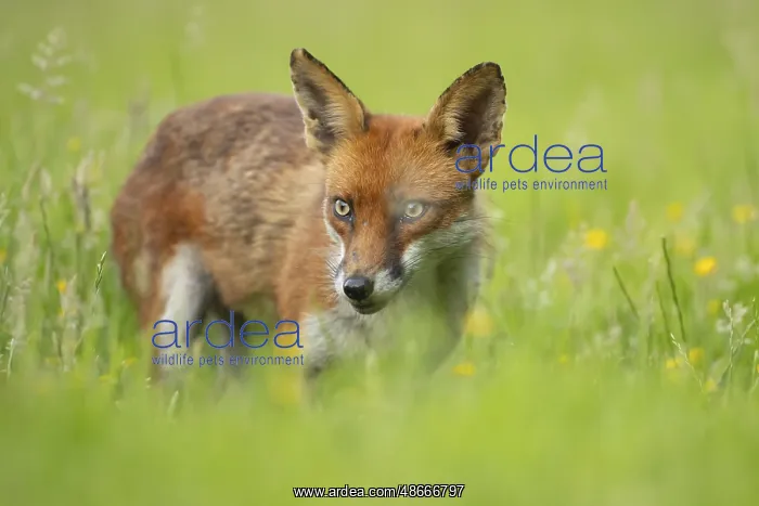  : Red fox (Vulpes vulpes) adult animal standing in grassland