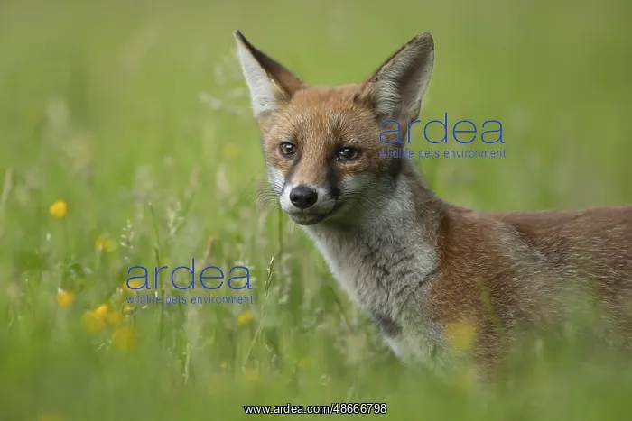 : Red fox (Vulpes vulpes) adult animal standing in grassland : Red fox (Vulpes vulpes) adult animal standing in grassland