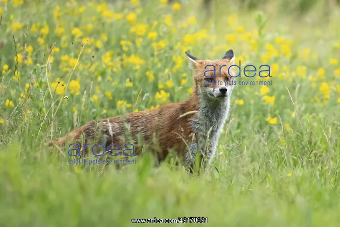 : Red fox (Vulpes vulpes) adult animal standing in grassland with summer flowers : Red fox (Vulpes vulpes) adult animal standing in grassland with summer flowers