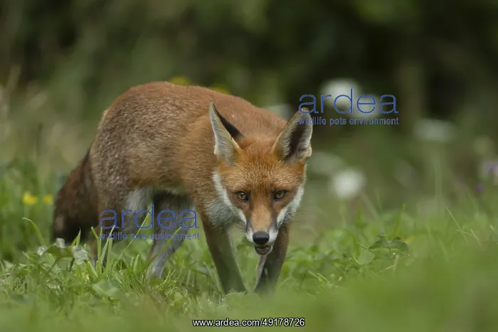 : Red fox (Vulpes vulpes) adult animal walking in grassland with summer flowers : Red fox (Vulpes vulpes) adult animal walking in grassland with summer flowers
